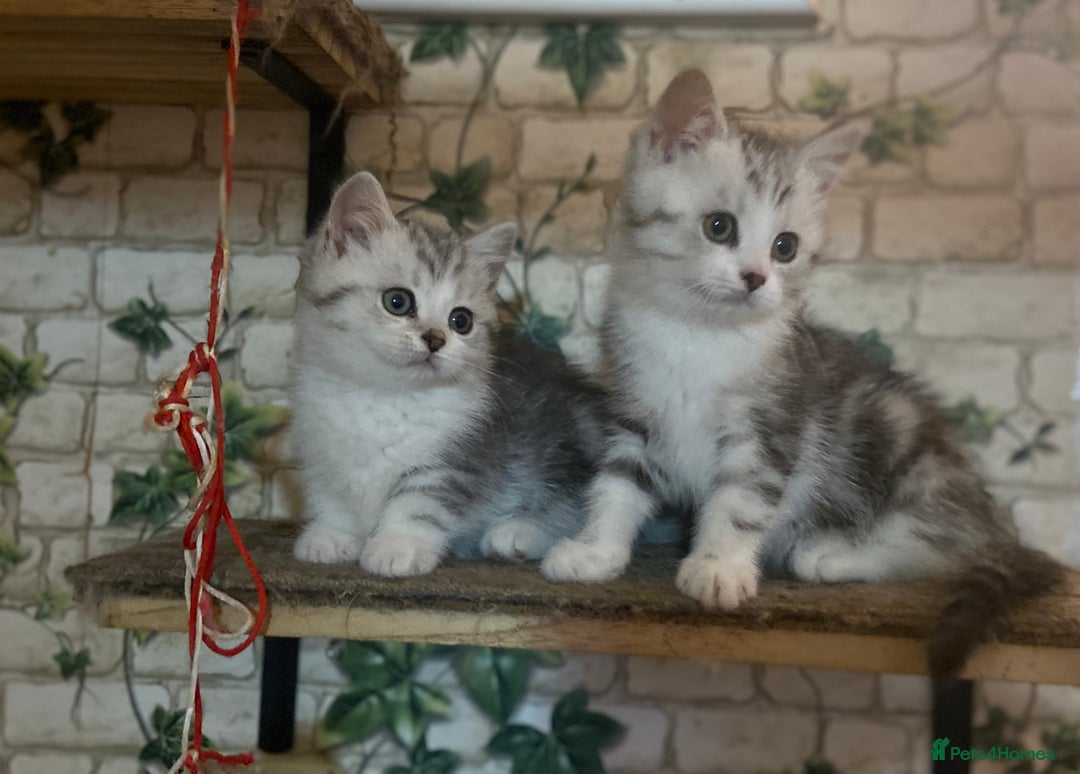 Munchkin cats for sale: Full Pedigree Munchkin Kittens  - Advert 18