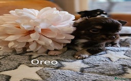 Chihuahua dogs for sale: ✨ Stunning KC long coat BOYS only✨ - Image 4