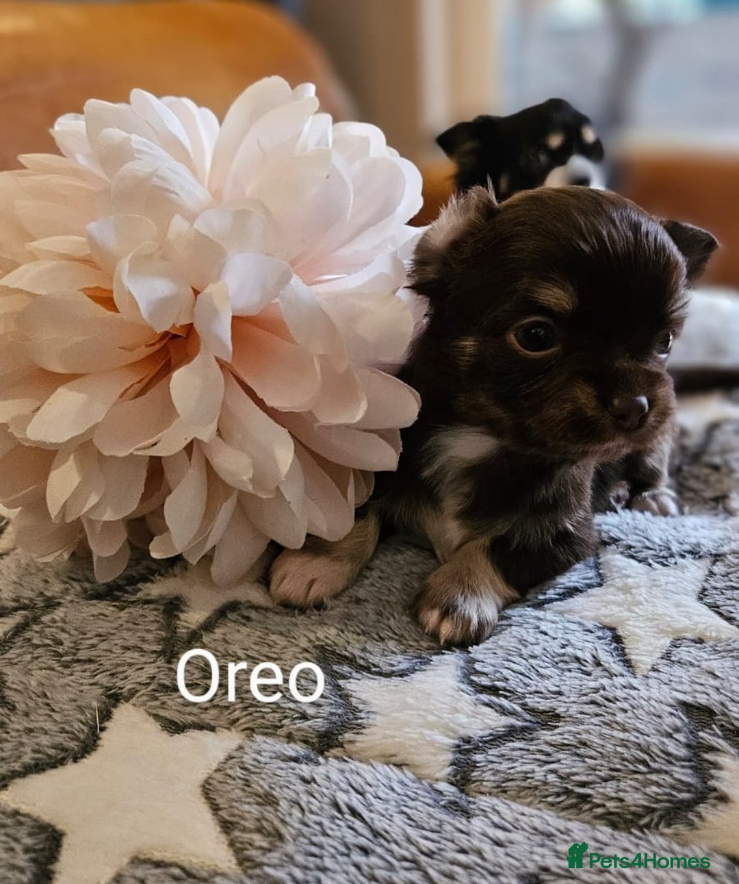Chihuahua dogs for sale: ✨ Stunning KC long coat BOYS only✨ - Image 4