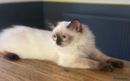 Ragdoll cats for sale: 💙 Seal Point Male - DNA Clear Parents - Image 10
