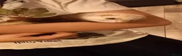 Ferret rodents for sale: Female ferrets  - Advert 3