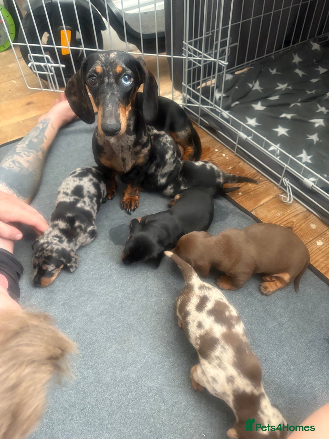 Miniature Dachshund dogs for sale: Venus is a mama to 5! - Image 29