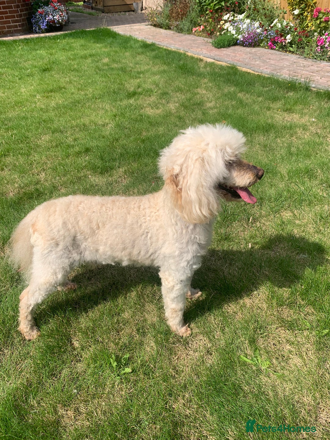 Miniature Poodle dogs for sale: Cream Miniature Poodle 10 yrs old - Image 3