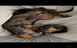 Dachshund dogs for sale: 1 year old Male Smooth Dapple Dachshund  - Image 5