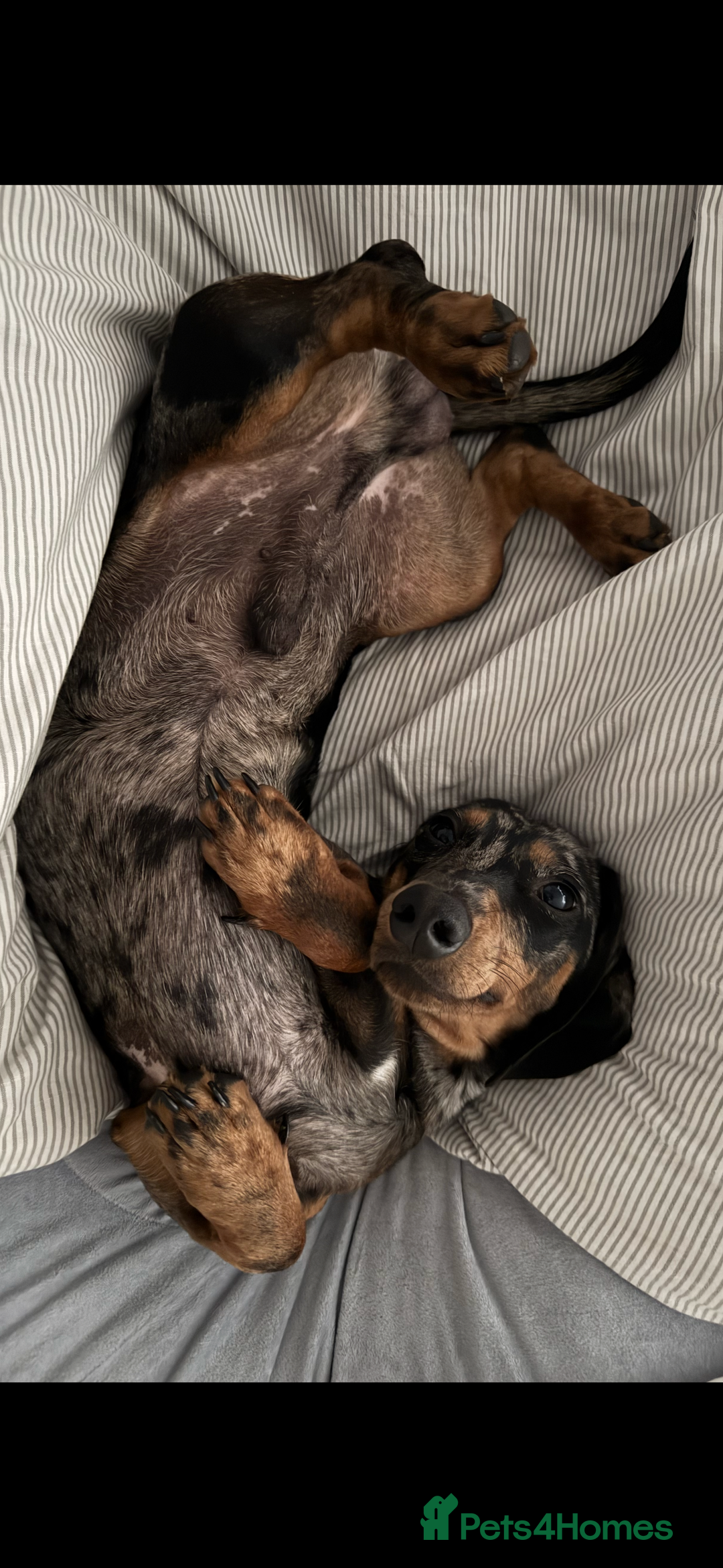 Dachshund dogs for sale: 1 year old Male Smooth Dapple Dachshund  - Image 5