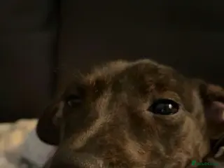 Mixed Breed dogs Female puppy looking for good home in Dundee - Advert 2