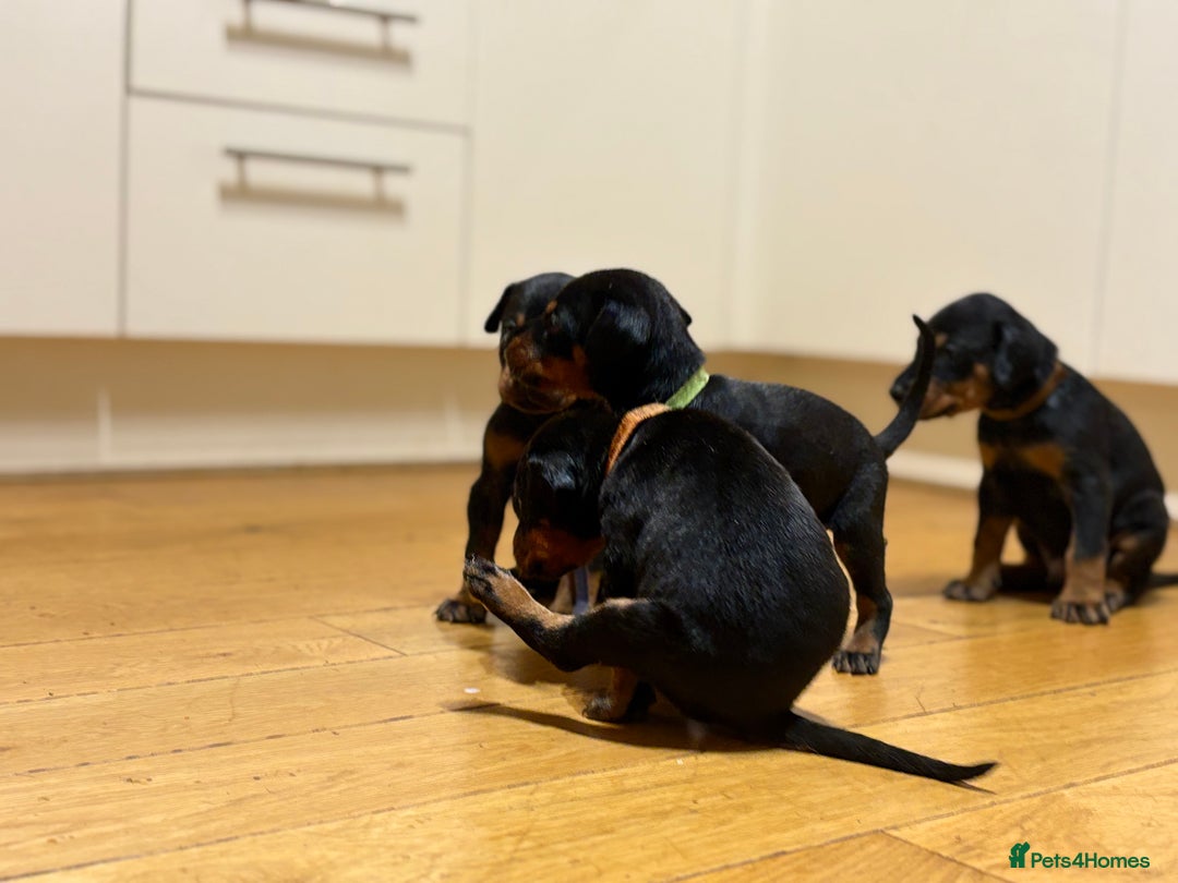 Dobermann dogs for sale: KC Registered Champion-lines Dobermans - Image 17