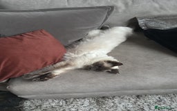 Ragdoll cats for sale: MISSING RAGDOLL - Image 4