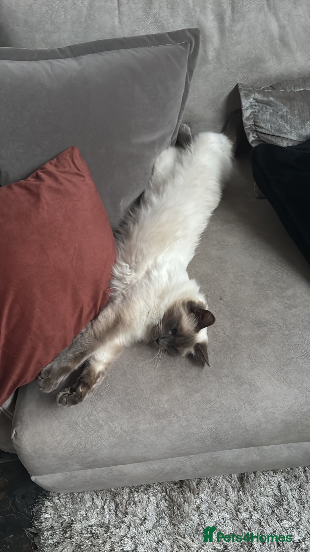 Ragdoll cats for sale: MISSING RAGDOLL - Image 4
