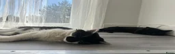 Mixed Breed cats for sale: Juna and Rio in London - Advert 15