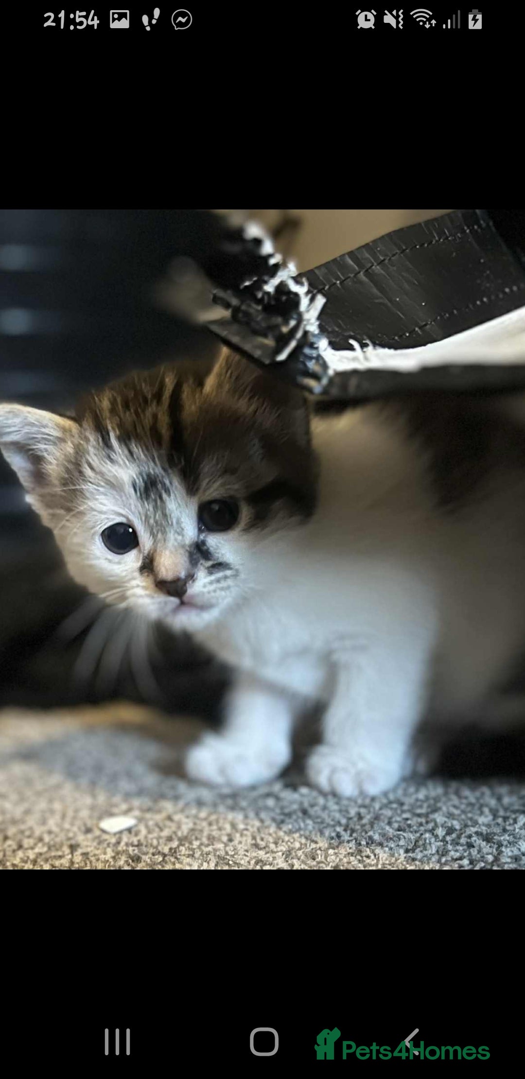 British Longhair cats for sale: 4 beautiful kittens looking for forever homes - Image 6