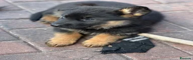 German Shepherd Puppy 6