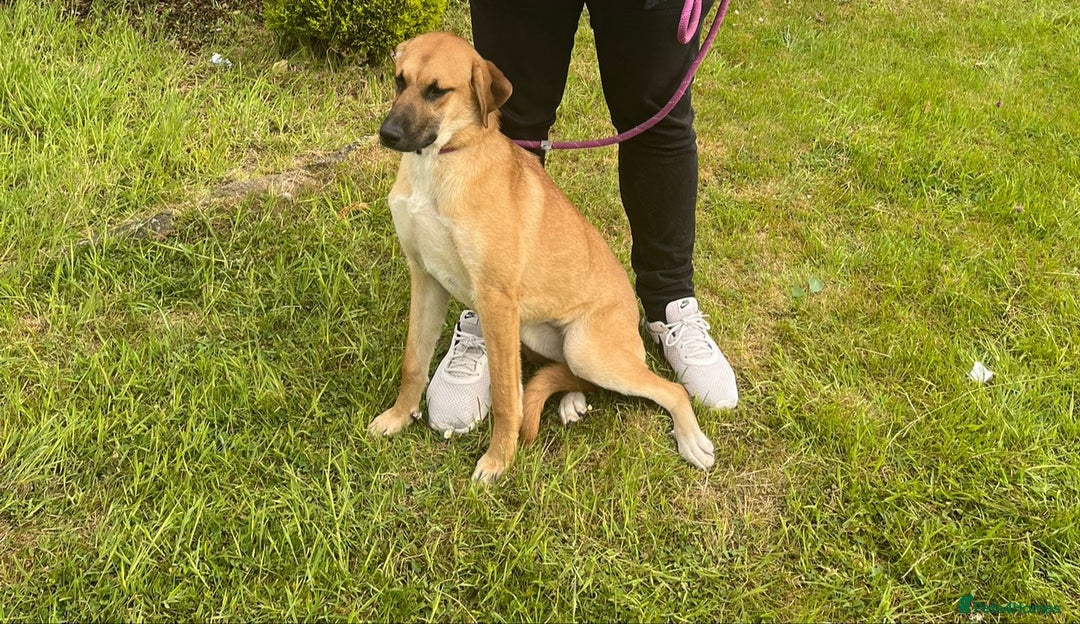 Mixed Breed dogs for sale: Baby looking for loving home  - Image 2