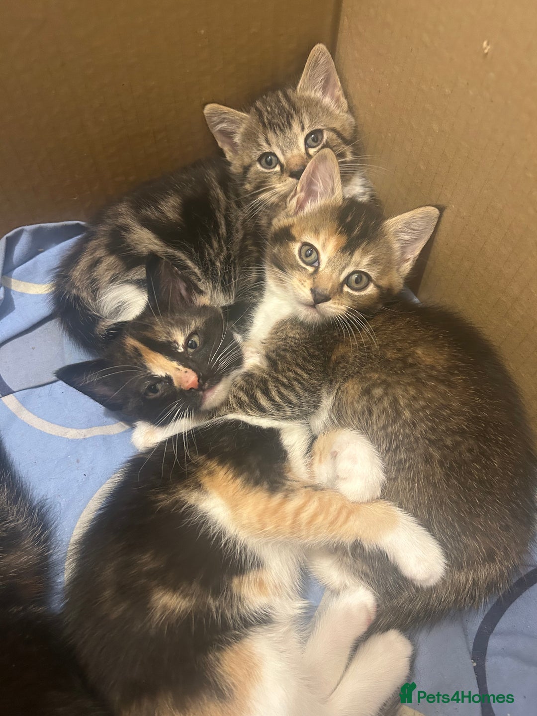 Mixed Breed cats for sale: Adorable kittens for sale - Advert 3