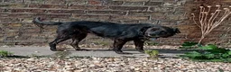 Mixed Breed dogs for adoption: Lilly & Fleabag (Lulu) — Better Homed Together in Lincoln - Advert 10