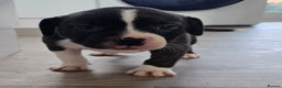 American Bull Staffy dogs for sale: Last one Girl Staffordshire waiting for new home - Advert 15