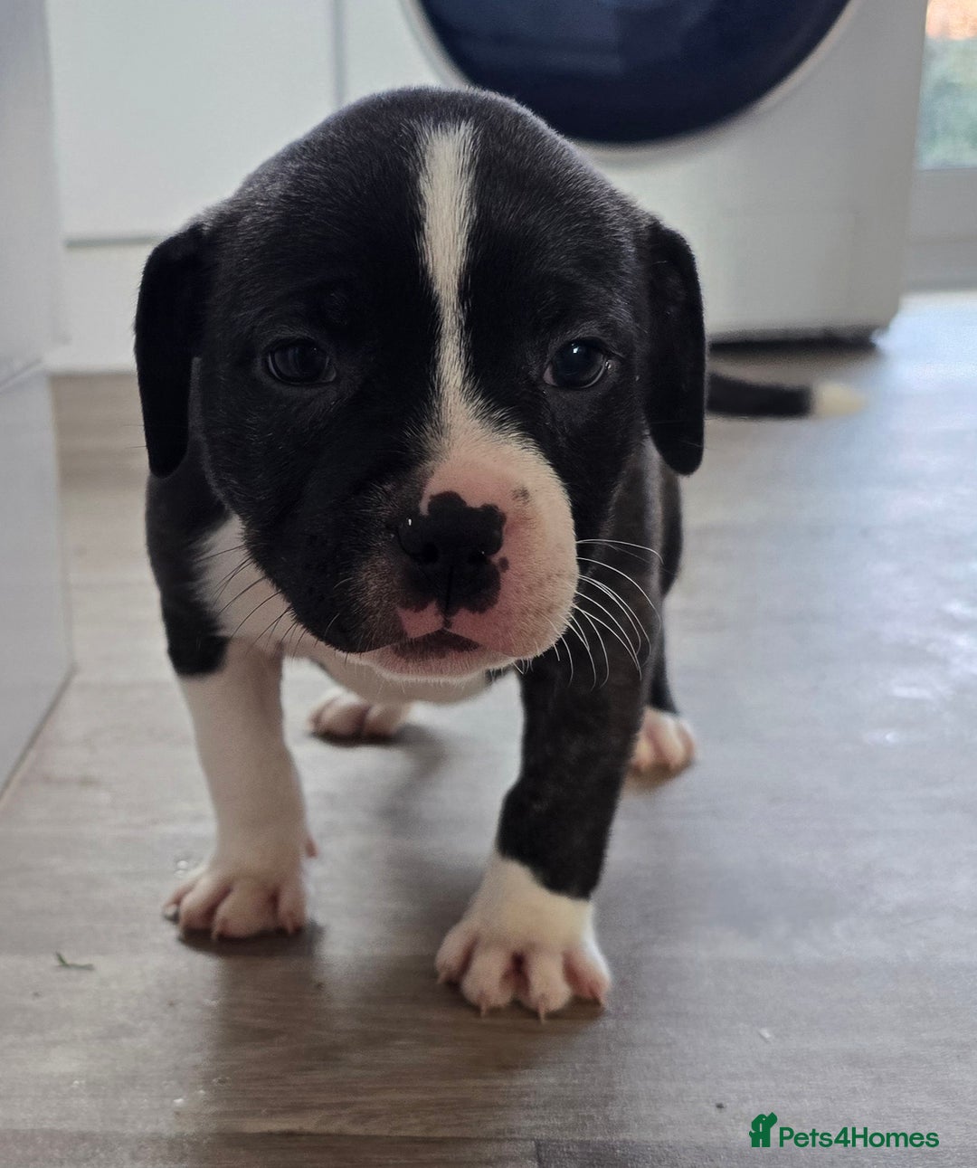 American Bull Staffy dogs for sale: Last one Girl Staffordshire waiting for new home - Advert 15