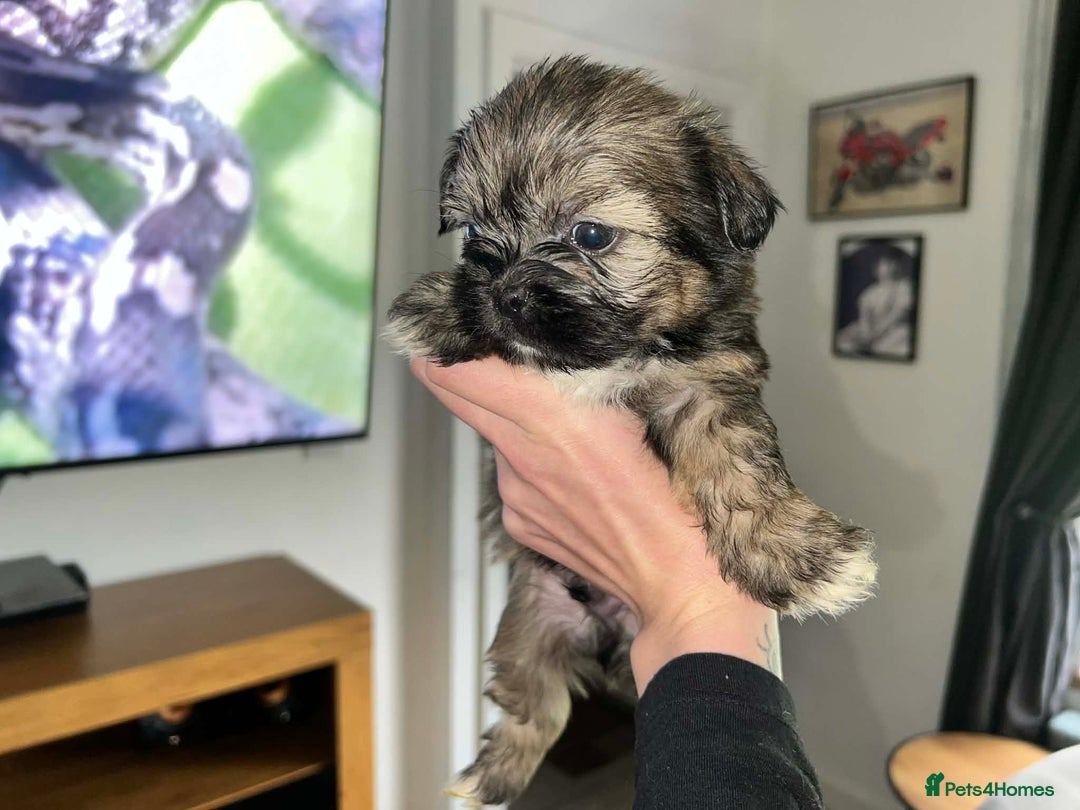 Zuchon dogs for sale: Bichon x Westie x Shih zu  - Advert 6