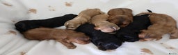 Cockapoo dogs for sale: 8 F1 Cockapoos available  - Advert 3
