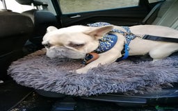 French Bulldog dogs for adoption: 💙 BISCUIT -sweet  11 months boy(neutered)💙 - Image 15