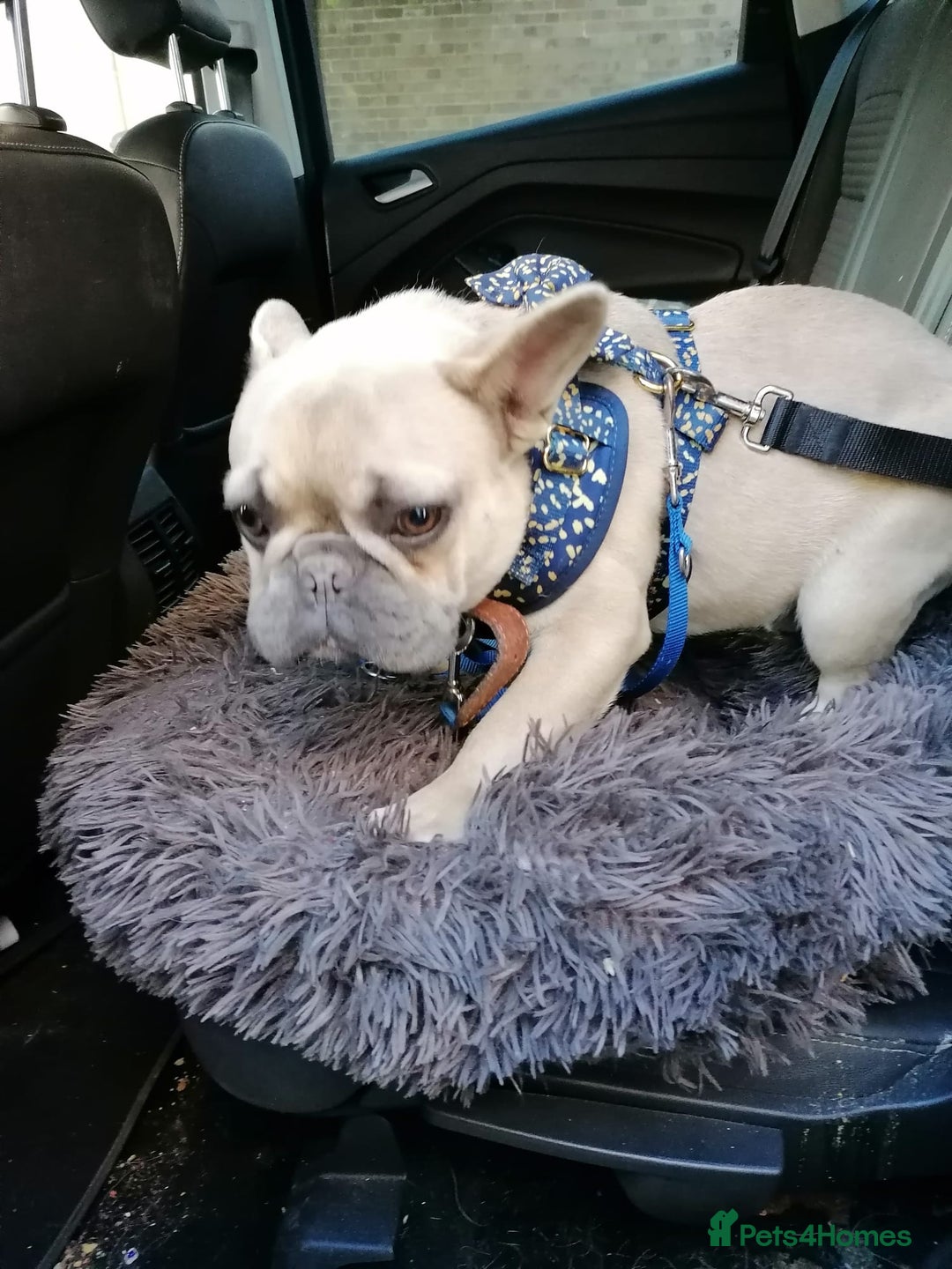 French Bulldog dogs for adoption: 💙 BISCUIT -sweet  11 months boy(neutered)💙 - Image 15