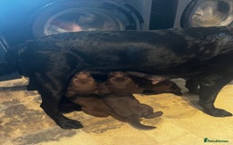 Labrador Retriever dogs for sale: Beautiful Labrador pups black and chocalate  - Image 3