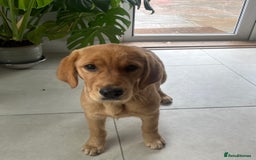 Goldador dogs for sale: Beautiful Female Goldador Puppy  - Image 2