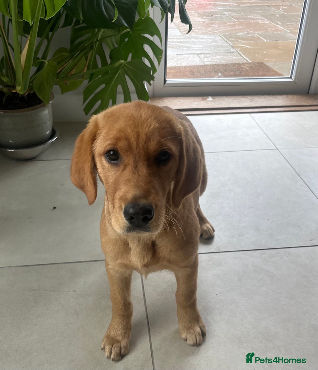 Goldador dogs for sale: Beautiful Female Goldador Puppy  - Image 2