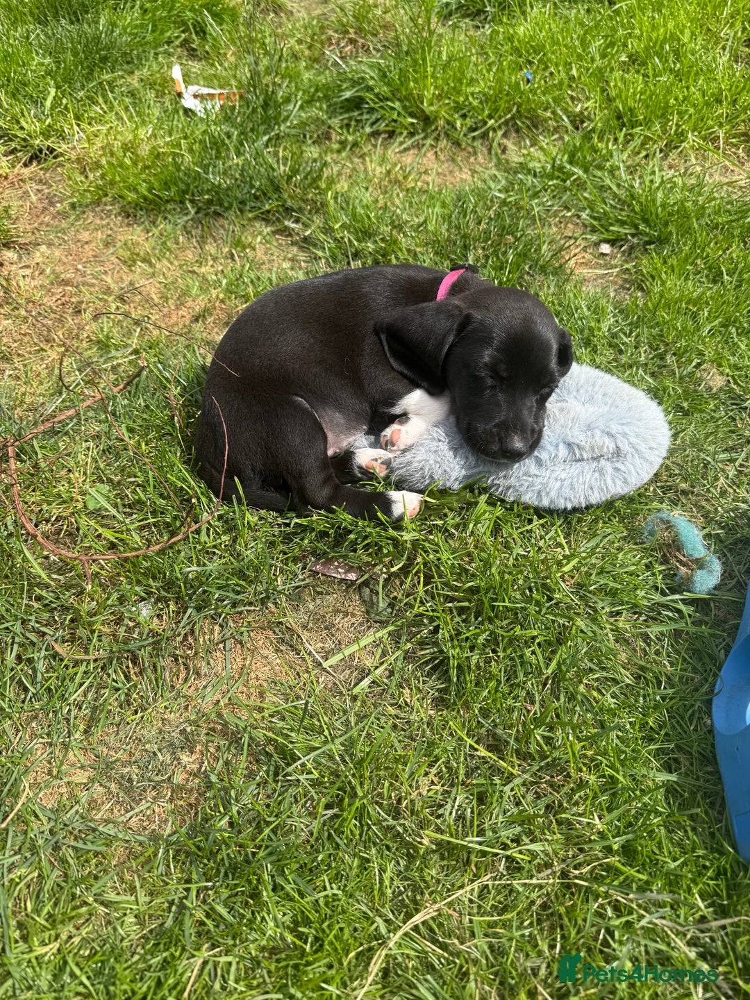 Mixed Breed dogs for sale: Dashound x beagle - Image 6