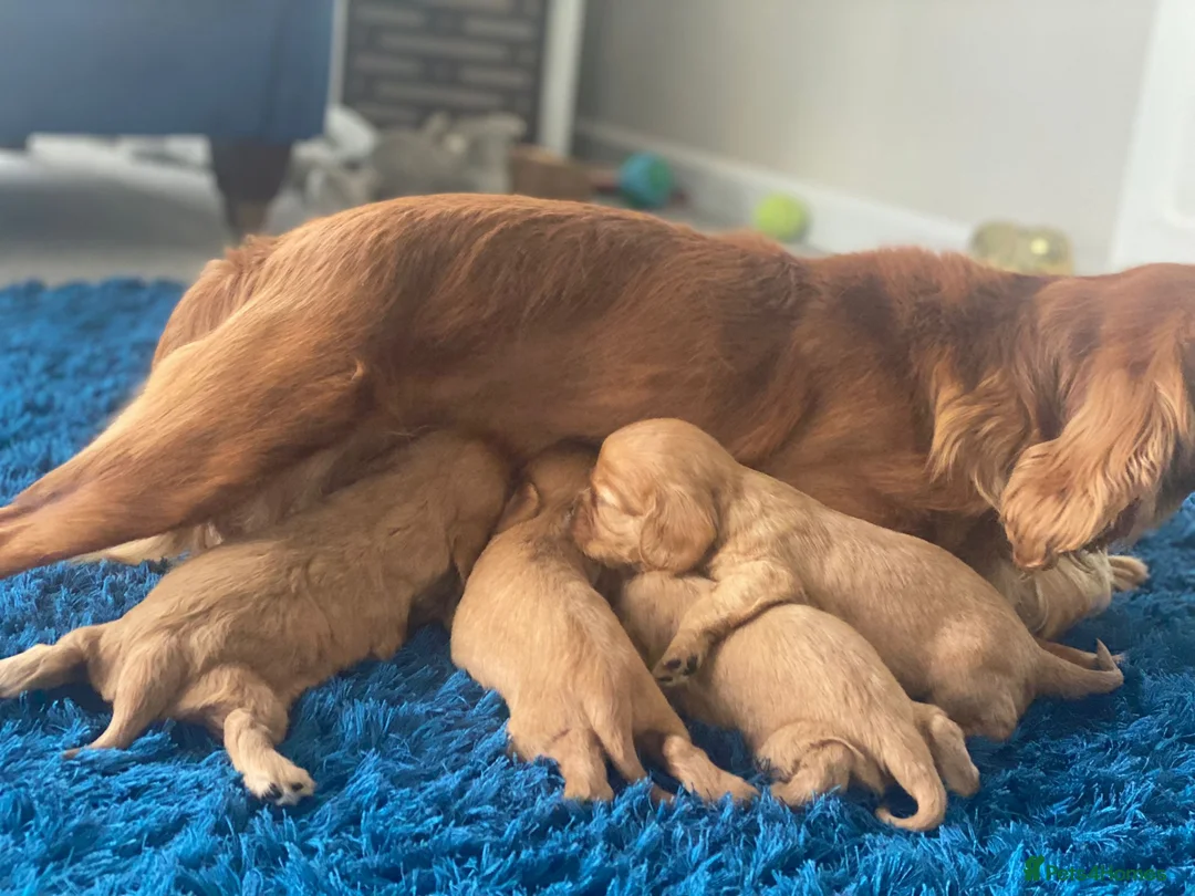 Cavalier King Charles Spaniel dogs for stud: STUNNING HEALTH TESTED KC CAVALIER KING CHARLES in Southampton - Advert 6