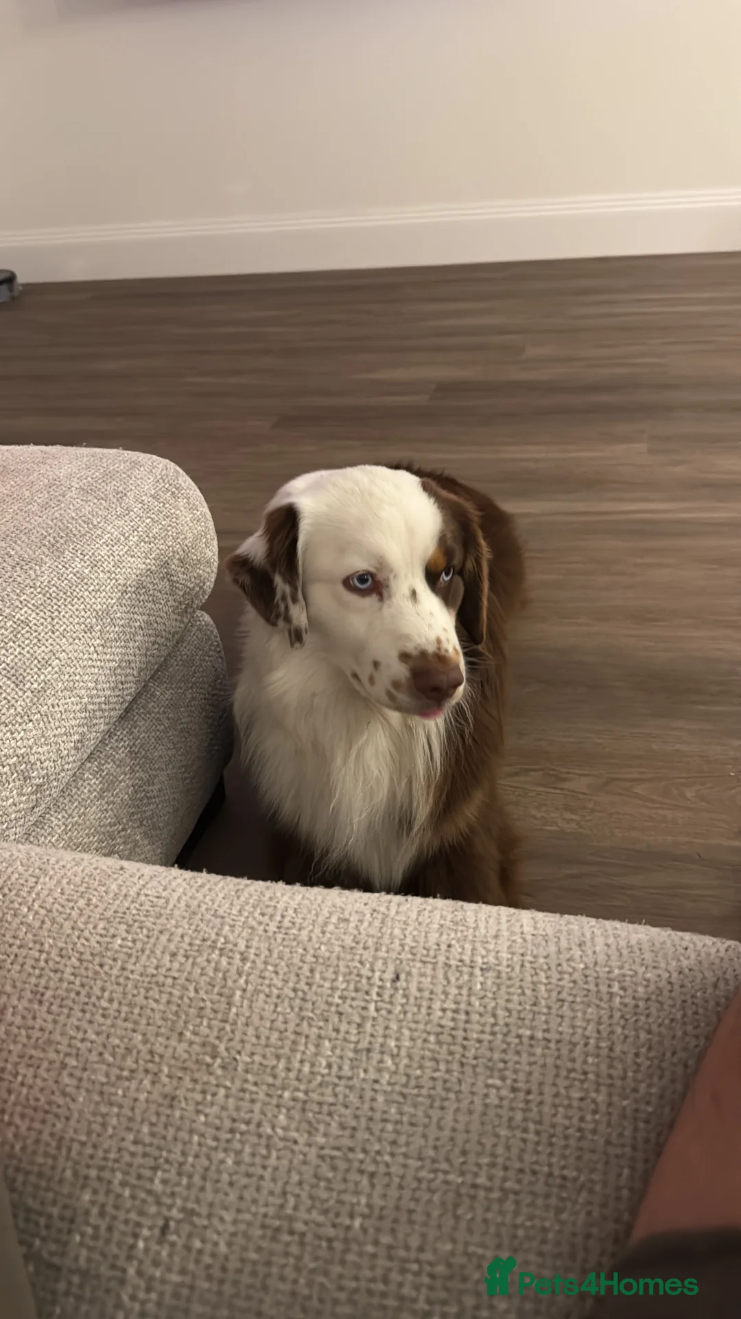 Miniature American Shepherd dogs for stud: Mini American Shepherd for Stud - Advert 3