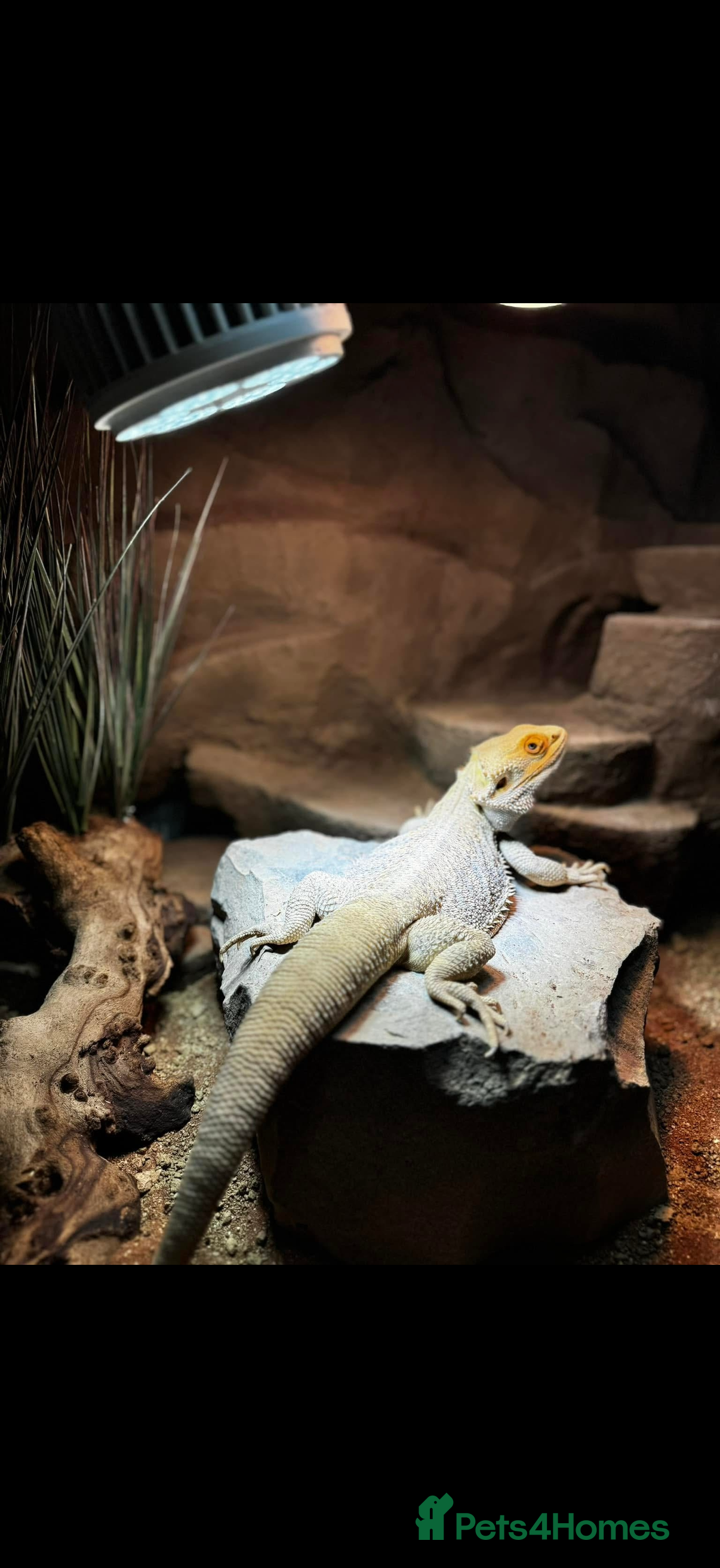 Bearded Dragon reptiles Male Bearded Dragon & Full setup - Advert 2