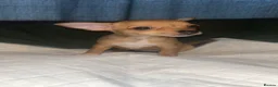 Chihuahua dogs for sale: Apple head  **  chihuahuas  - Advert 2