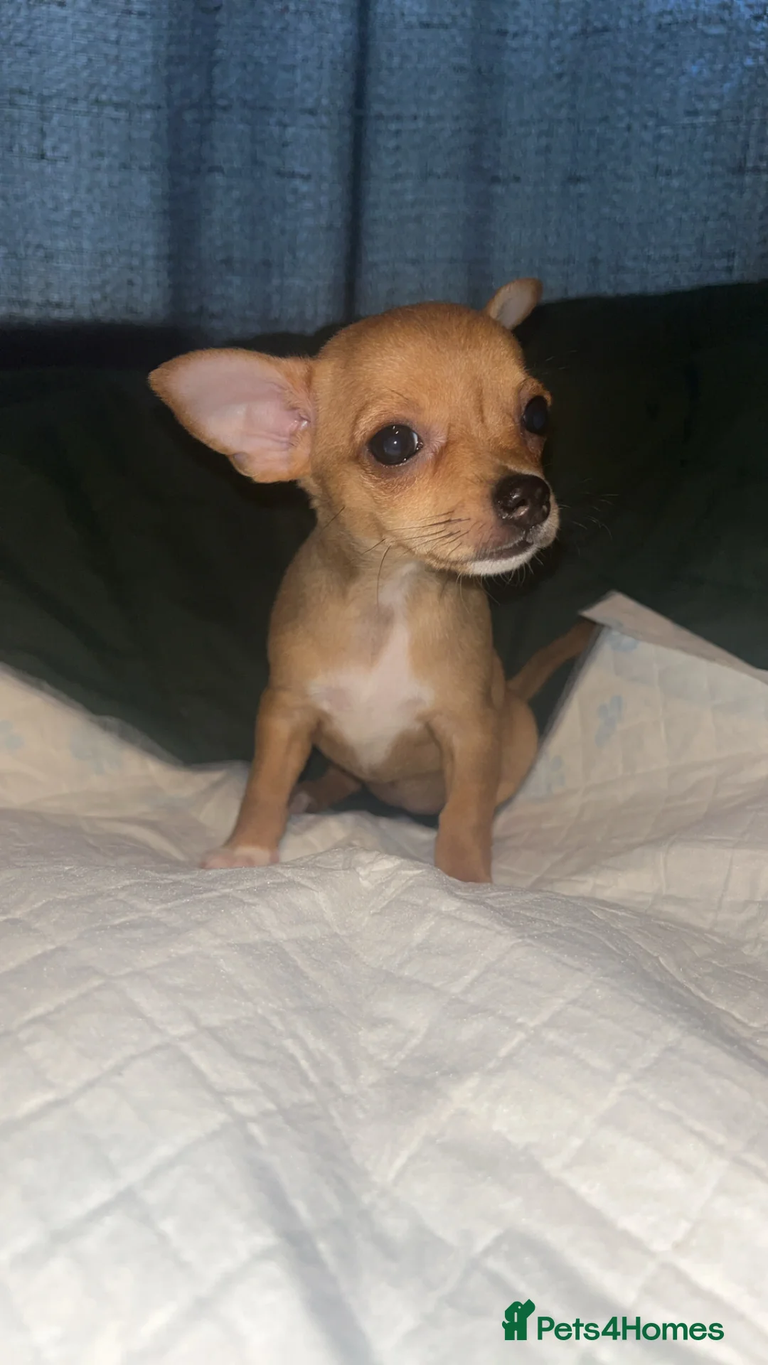 Chihuahua dogs for sale: Apple head  **  chihuahuas  - Advert 2