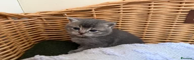 Scottish Fold Kitten 2