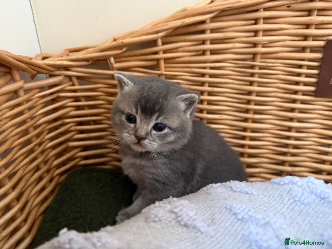 Scottish Fold cats for sale: One blue  female left ready to go .  - Advert 17