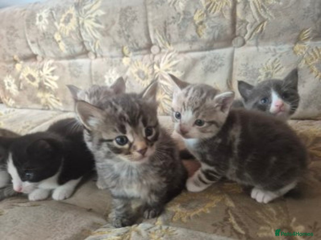 Egyptian Mau cats for sale: Egyptian mau x - Image 28
