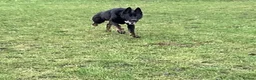 German Shepherd dogs for sale: 1 sable female & 2 male German shepherds - Advert 9