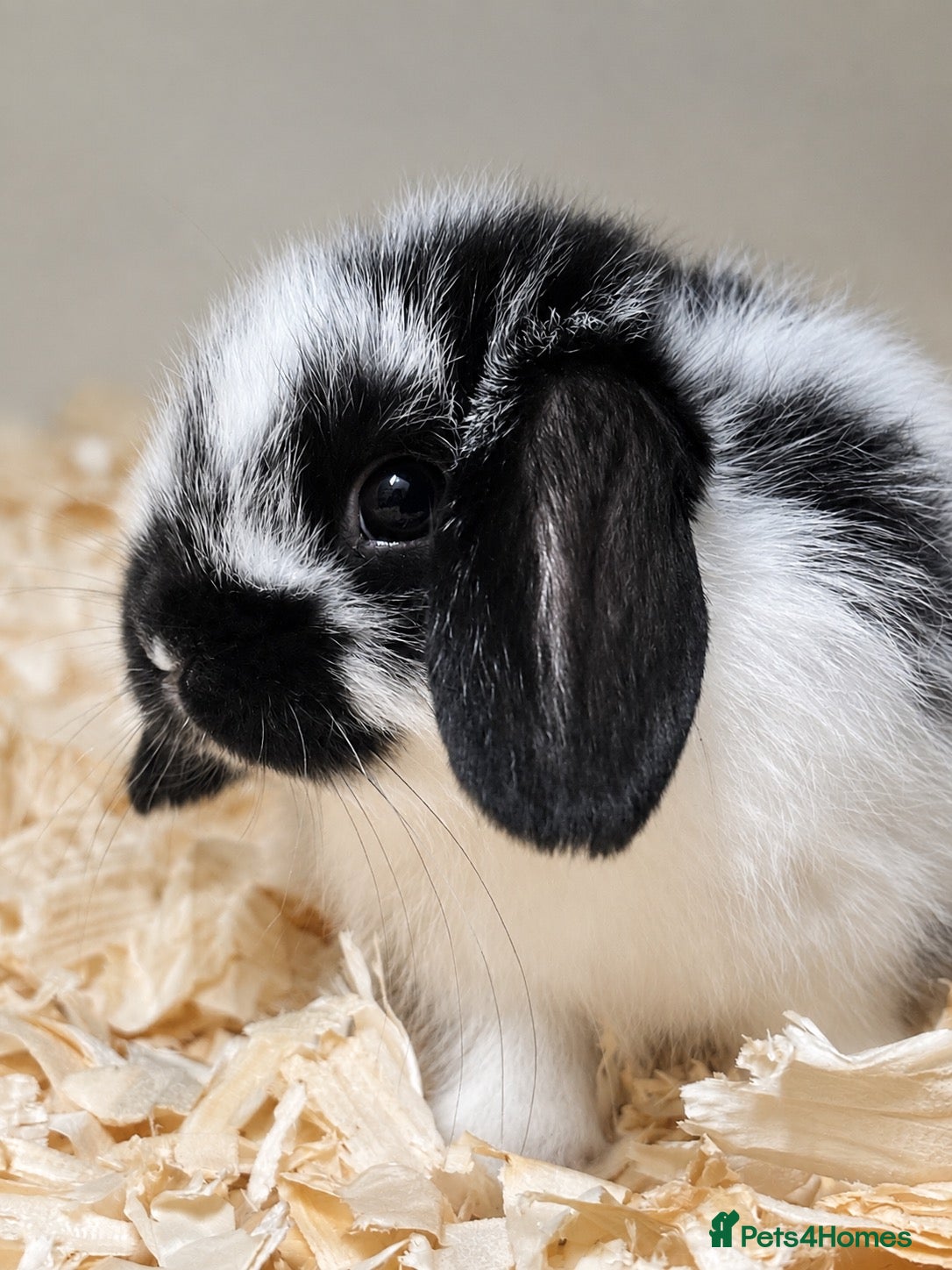 Mini Lop rabbits BEAUTIFUL MINI LOP BABY BUNNIES  - Advert 2