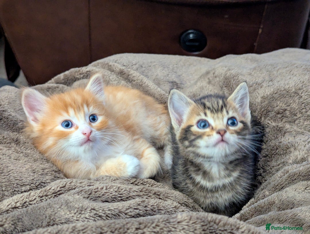 Mixed Breed cats for sale: Gorgeous kittens for sale £250 males £300 females - Advert 29