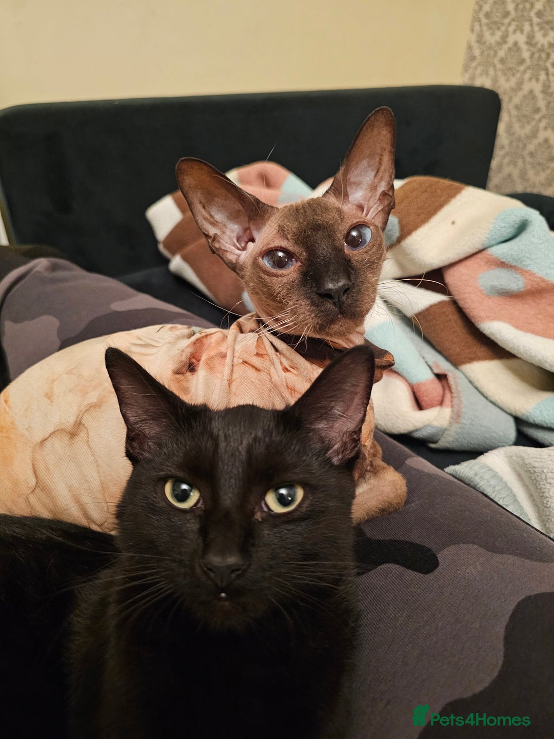 Sphynx cats for sale: Black sphynx. - Image 4