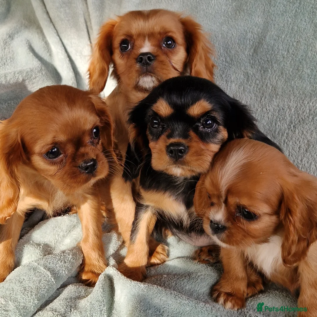 Cavalier King Charles Spaniel dogs for sale: Beautiful CKCS babies  - Advert 1
