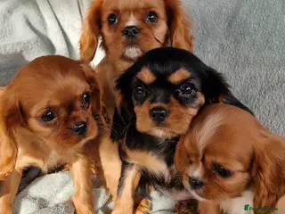 Cavalier King Charles Spaniel dogs Beautiful CKCS babies - Advert 1
