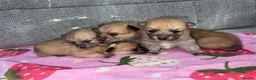 Mixed Breed dogs for sale: Pomeranian cross Jack Russell - Advert 1