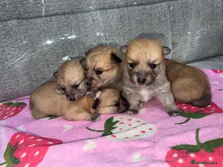 Mixed Breed dogs Pomeranian cross Jack Russell - Advert 5