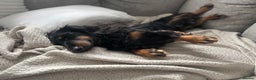 Miniature Dachshund dogs for sale:  long haired miniature dachshund male KC registere - Advert 8