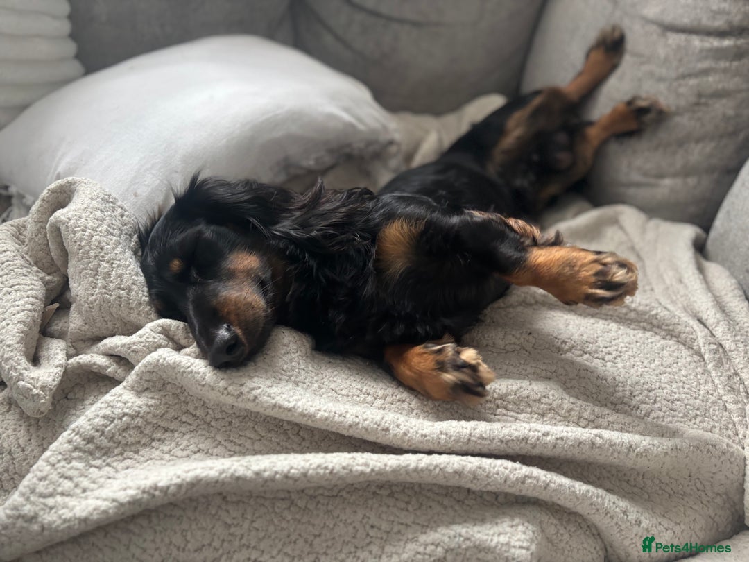 Miniature Dachshund dogs for sale:  long haired miniature dachshund male KC registere - Advert 8