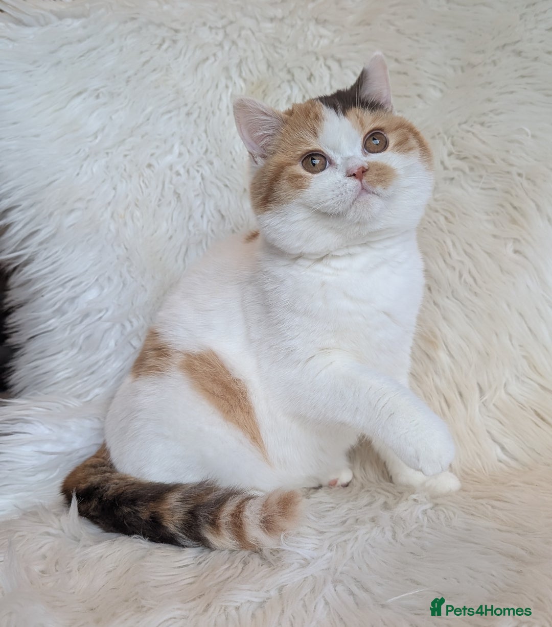 British Shorthair cats for sale: Amazing loving British shorthair kittens  - Advert 10