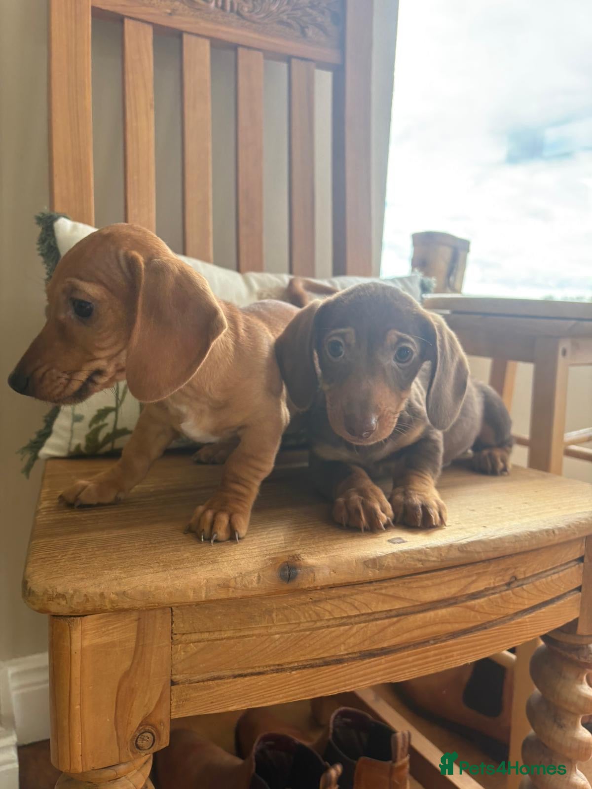 Dachshund dogs Dachshund  - Advert 4