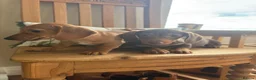 Dachshund dogs for sale: Dachshund  - Advert 3